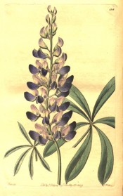 Figured is a lupin with palmate leaves, flowers dark blue with a pink spot on the standards.  Botanical Register f.1216, 1829.