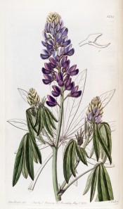 Figured is a Lupin with blue-purple flowers and drooping palmate leaves.  Botanical Register  f.1581, 1833.
