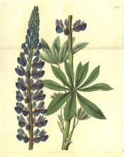 Figured is a lupin flower spike, blue, pink-tinged and palmate leaves.  Botanical Register f.1069, 1827.