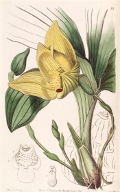 Figured are pseudobulb, plicate leaves and yellow flower with red spots on the labellum.  Botanical Register f.13, 1842.