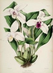 Figured are pseudobulb, plicate leaves and white flowers with purple-mottled labellum.  Williams pl.10, 1862-65.