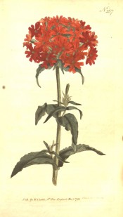 The image shows a rounded umbel of many small, scarlet flowers.  Curtis's botanical Magazine t.257, 1794.