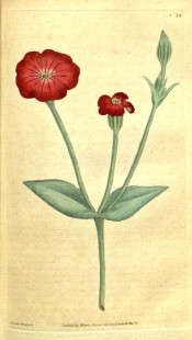 Depicted is a shoot with greyish foliage and single, bright red flowers.  Curtis's Botanical Magazine t.24, 1787.