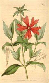 Depicted is an upright shoot with a 5-petalled, fimbriated orange flower.  Curtis's botanical Magazine t.3594, 1837.