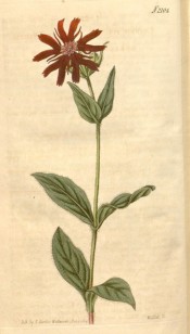 Illustrated are ovate-oblong leaves and bright scarlet flowers.  Curtis's Botanical Magazine t.2104, 1819.