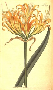 Shown are a leaf and an umbel of narrow-petalled, wavy-margined yellow flowers.  Curtis's Botanical Magazine t.409, 1798.