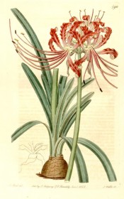 Illustrated are bulb and leaves with an umbel of narrow-petalled, wavy-margined red flowers.  Botanical Register f.596, 1822.