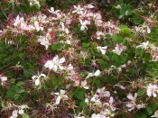 Figured are the two-lobed leaves, and numerous white flowers with prominent red stamens.  Camden Park gardens.  Colin Mills.