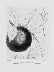 The drawing shows ovate, pointed leaves, spiny shoots and large round fruit.  Silva of North America vol.7, pl.323, 1895.
