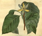 Illustrated are the large ovate leaves and cup-shaped, single, yellow-green flowers.  Curtis's Botanical Magazine t.2427, 1823.