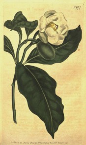 Figured are elliptic, glossy leaves and nodding, cup-shaped, creamy-white flower.  Curtis's Botanical Magazine t.977, 1806.