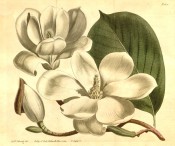 Figured are elliptic leaf and large,  open cup-shaped pure white flowers.  Curtis's Botanical Magazine t.1621, 1814.