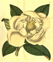 Figured are eliptic, glossy leaves and large, cup-shaped, cream coloured flower.  Curtis's Botanical Magazine t.1952, 1817.
