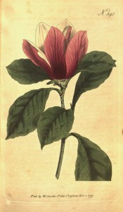 Figured are elliptic leaves and upright, vase-shaped, purple flower, white inside.  Curtis's Botanical Magazine t.390, 1797.