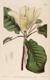 Figured are red stems, obovate leaves and large, vase-shaped creamy-white flower.  Botanical Record f.407, 1819.