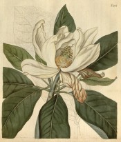 Figured are elliptic leaves and a large,  open cup-shaped white flower.  Curtis's Botanical Magazine t.2164, 1820.