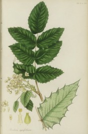 Illustrated are the holly-like leaves and dense, terminal racemes of yellow flowers.  Pursh pl.4, 1814.