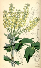 Figured are spiny leaves and upright racemes of pale yellow bell-shaped flowers.  Curtis's Botanical Magazine t.4852, 1855.