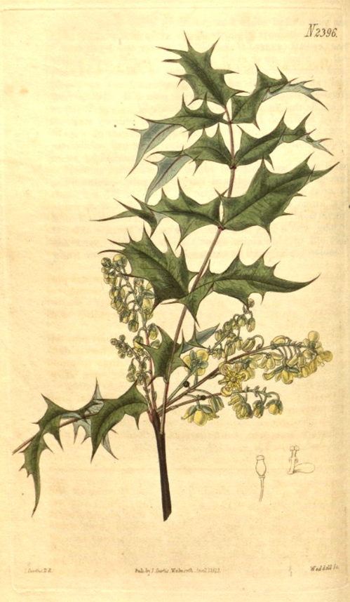 Hortus Camdenensis | Mahonia pinnata Fedde