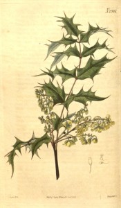 Illustrated are the holly-like leaves and terminal racemes of yellow flowers.  Curtis's Botanical Magazine t.2396, 1823.
