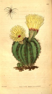 Figured is a globose, ribbed cactus with yellow flowers.  Curtis's Botanical Magazine t.3107, 1831.