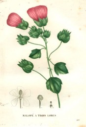 The image depicts a spindly herb with red, cup-shaped flowers.  Saint-Hilaire pl.490, 1832.