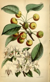 Figured are clusters of small white flowers and reddish-green cherry-like fruits.  Curtis's Botanical Magazine t.6122, 1874.