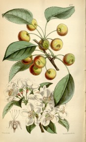 Figured is a crab apple with white blossom and yellow and red fruit. Curtis's Botanical Magazine t.6112, 1874.