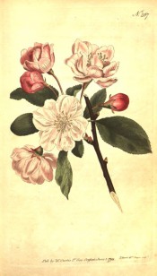 Figured are ovate leaves and semi-double, white, pink-tinged flowers.  Curtis's Botanical Magazine t.267, 1794.