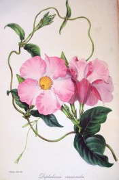 The image shows a twining climber with pink trumpet flowers.  Paxton's Magazine of Botany p.25, 1845.