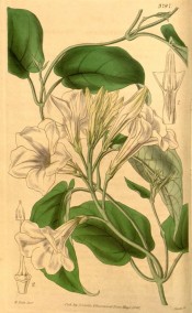 Illustrated are twining stem, ovate leaves and white, trumpet-shaped flowers.  Curtis's Botanical Magazine t.3797, 1840.