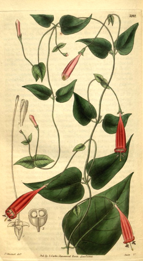 Hortus Camdenensis | Manettia cordifolia Mart. var. glabra