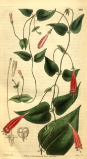 Figured is a twining climber with heart-shaped leaves and tubular red flowers.  Curtis's Botanical Magazine t.3202, 1833.