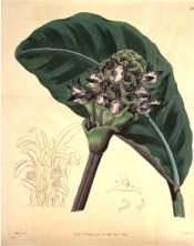 The image shows the large green leaf, striped darker, and purple flowers.  Botanical Register f.385, 1819.