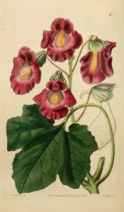 Figured is a five-lobed leaf and raceme of deep purplish-crimson funnel-shaped flowers.  Botanical Register f.6, 1840.