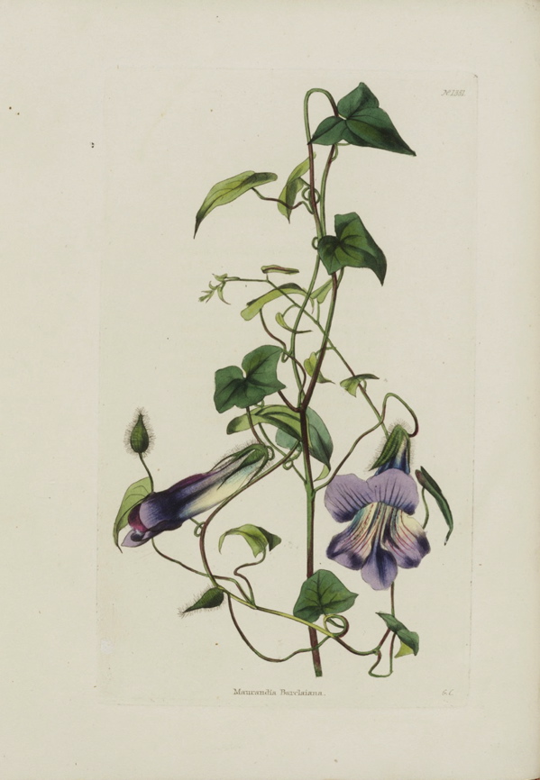 Hortus Camdenensis | Maurandya barclaiana Lindl.