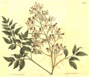 Shown are the pinnate leaves with toothed leaflets, and star-shaped lilac flowers.  Curtis's Botanical Magazine t.1066, 1807.