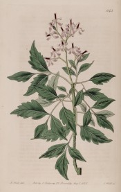 Shown are the pinnate leaves with toothed leaflets, and star-shaped lilac flowers.  Botanical Register f.644, 1822.