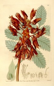 Illustrated are pinnate, toothed leaves and a spike-like raceme of crimson to brick-red flowers.  Botanical Register f.45, 1815.