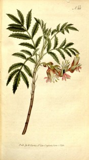 Illustrated are pinnate, toothed leaves and a droopy raceme of red flowers .  Curtis's Botanical Magazine t.301, 1795.