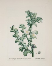 Figured is a succulent with thick, fleshy leaves and white, narrow-petalled flowers.  Plantarum Historia Succ. pl.128, 1803.