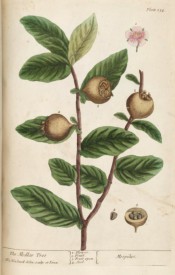 Figured are leaves, the small brown, russety fruits and red apple-blossom-like flower.  Blackwell pl.154, 1737.