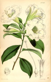 Figured are ovate-lanceolate leaves and terminal cyme of trumpet-shaped white flowers. Curtis's Botanical Magazine t.4747, 1853.