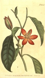 Illustrated are oval leaves and cup-shaped, yellowish flowers with red petal margins.  Curtis's Botanical Magazine t.1008, 1807.