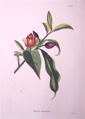 Illustrated are the large glossy leaves and reddish-purple cup-shaped flowers.  Loddiges Botanical Cabinet no.1072, 1825.