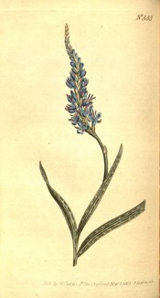 Figured are leaves and dense spike of small blue flowers.  Curtis's Botanical Magazine t.553, 1802.