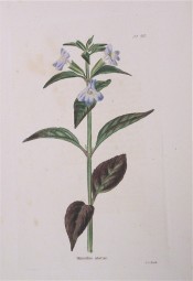 Shown are toothed, ovate leaves and pale blue flowers.  Loddiges' Botanical Cabinet no.410, 1820.