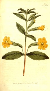 Shown are toothed, ovate leaves and bright yellow, single flowers.  Curtis's Botanical Magazine t.354, 1796.