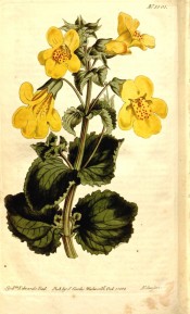 Shown are toothed leaves and funnel-shaped yellow flowers, spotted red at the throat.  Curtis's Botanical Magazine t.1501, 1812.