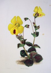 The image depicts toothed leaves and yellow flowers with a red dot on the lower lobe.  Curtis's Botanical Magazine t.1575, 1831.